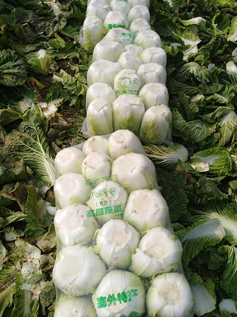 精品黄心大白菜3一6斤，面积大，货量多，质量好