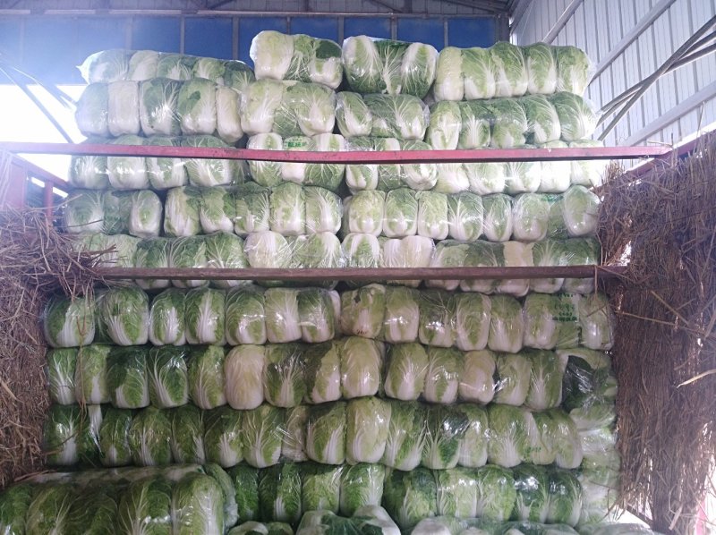 精品黄心大白菜3一6斤，面积大，货量多，质量好