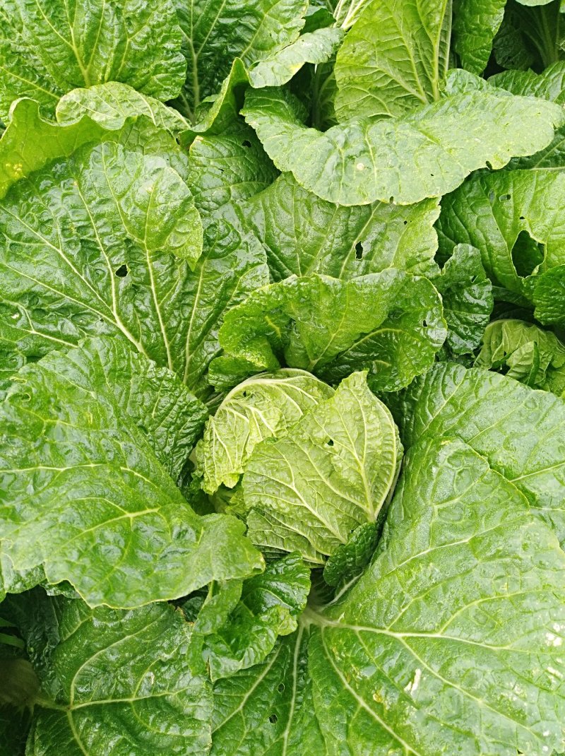 精品黄心大白菜3一6斤，面积大，货量多，质量好