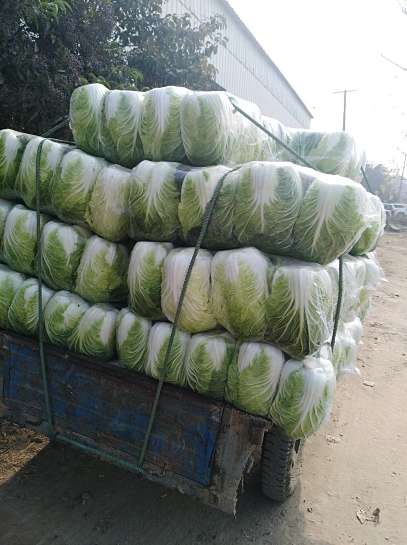 精品黄心大白菜3一6斤，面积大，货量多，质量好