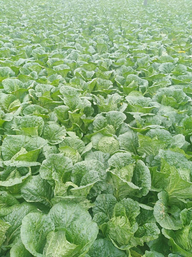 精品黄心大白菜3一6斤，面积大，货量多，质量好