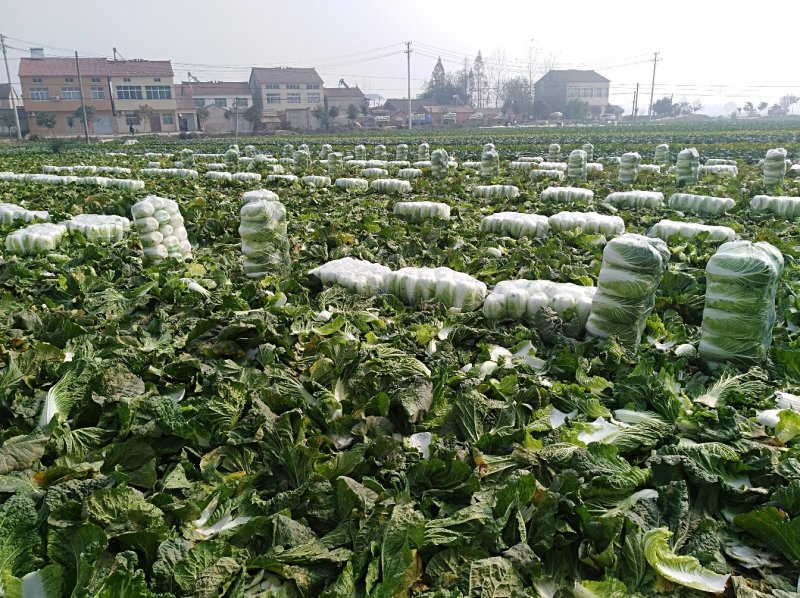 精品黄心大白菜3一6斤，面积大，货量多，质量好