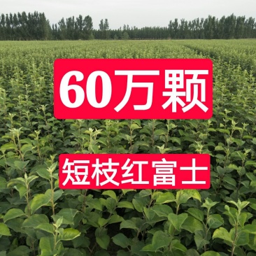 苹果苗，红富士苹果苗，短枝红富士