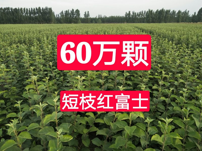 苹果苗，红富士苹果苗，短枝红富士