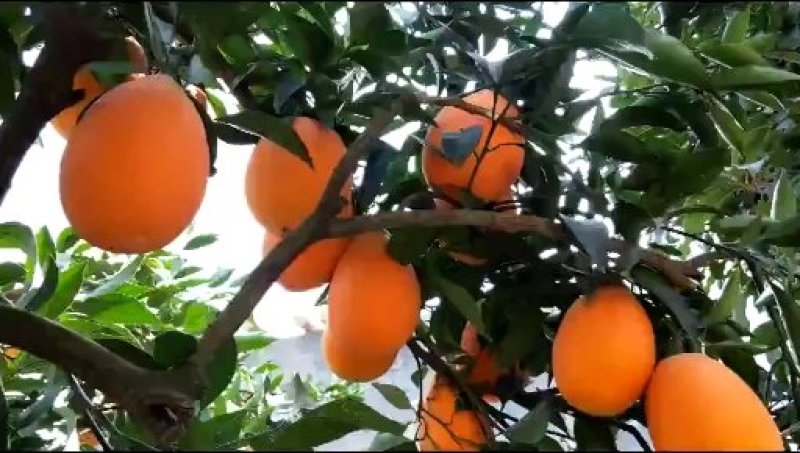 产地直销大量上市，圆红，长虹脐橙，纽荷尔脐橙，九月红脐橙