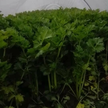 芹菜