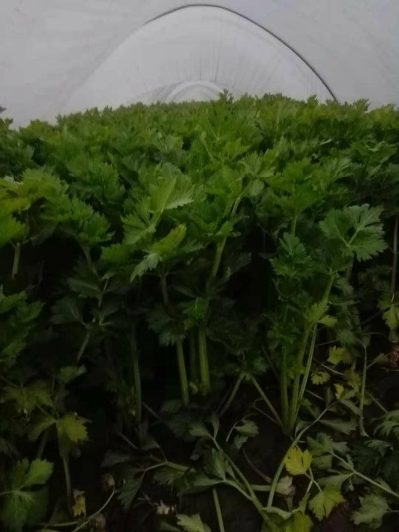 芹菜