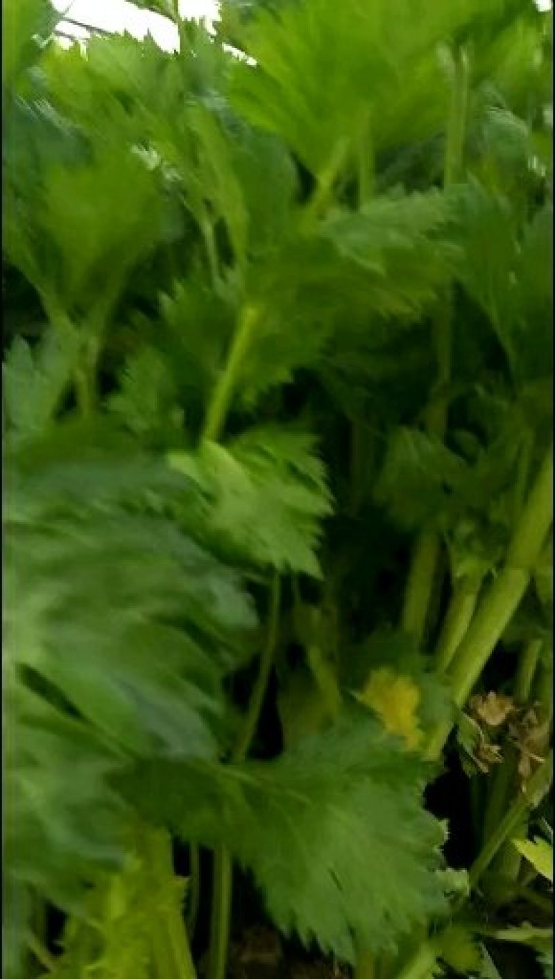 芹菜