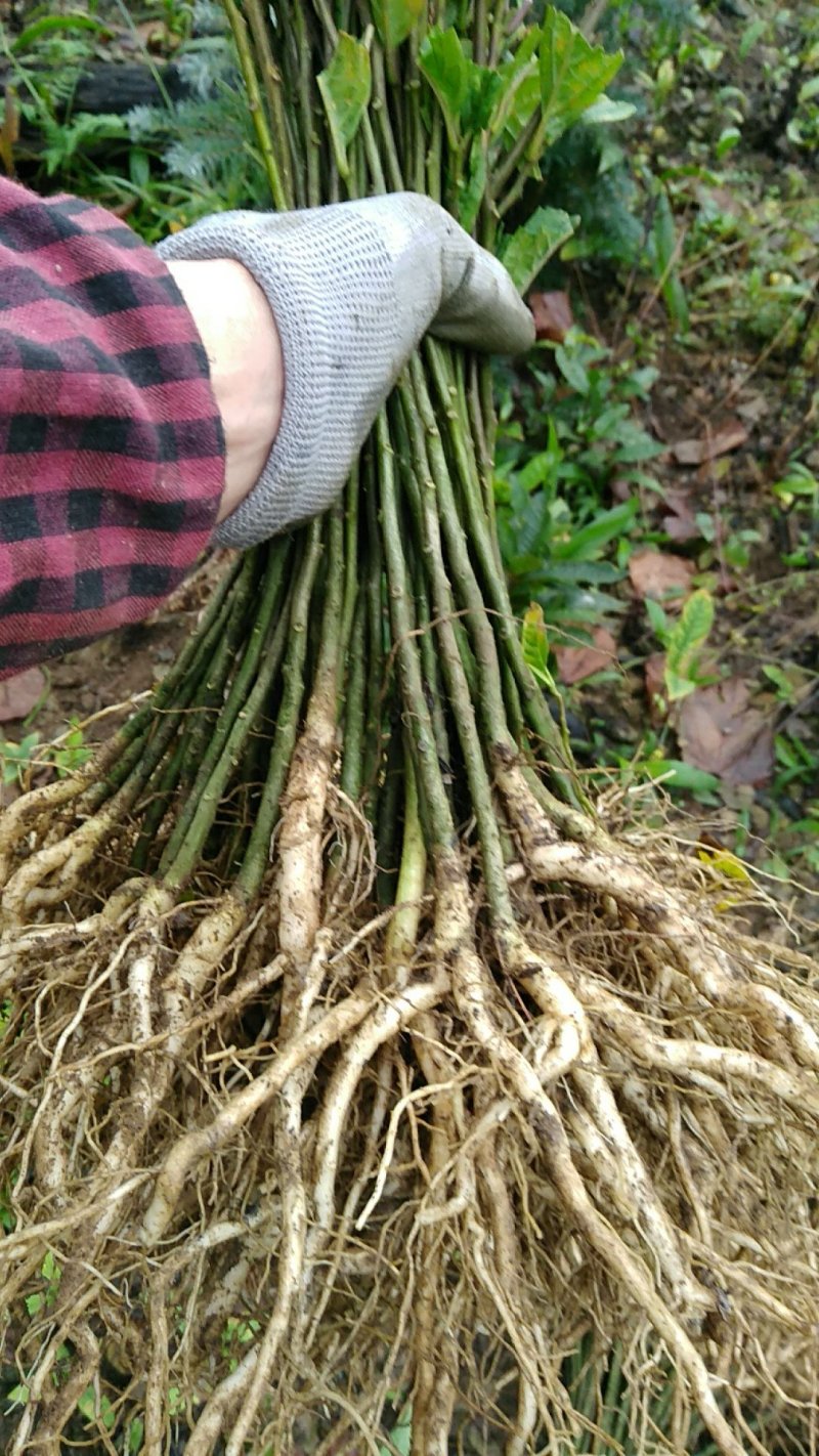 供应黄花倒水莲种子大苗。当年种植当年开花。