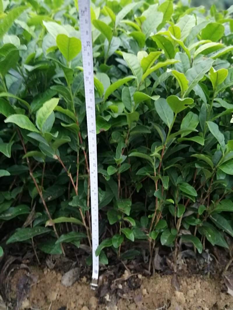 大量出售福鼎大白茶苗及各品种茶苗中