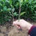大量出售福鼎大白茶苗及各品种茶苗中