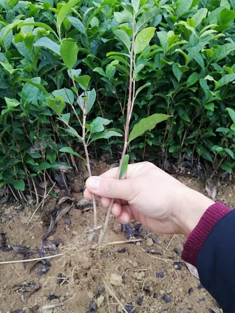 大量出售福鼎大白茶苗及各品种茶苗中