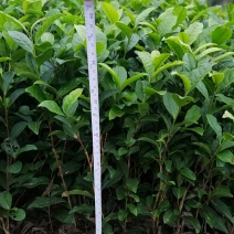 大量出售福鼎大白茶苗及各品种茶苗中