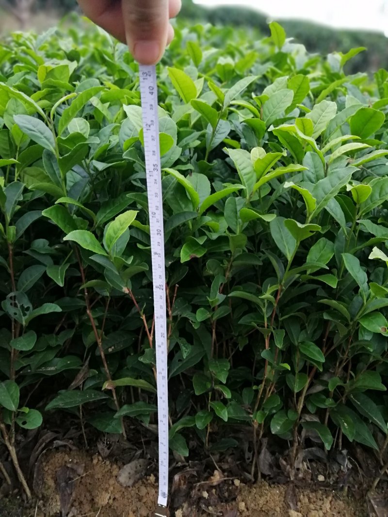 大量出售福鼎大白茶苗及各品种茶苗中