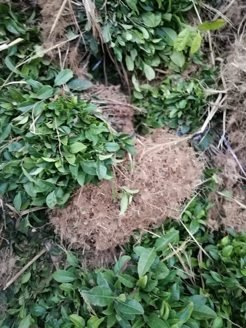 大量出售福鼎大白茶苗及各品种茶苗中