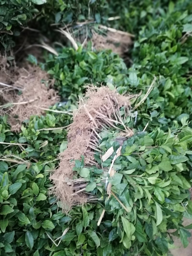 大量出售福鼎大白茶苗及各品种茶苗中
