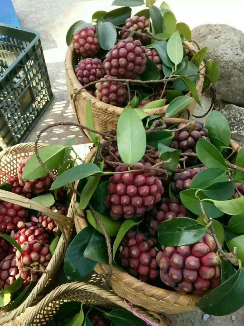 布福娜黑老虎果