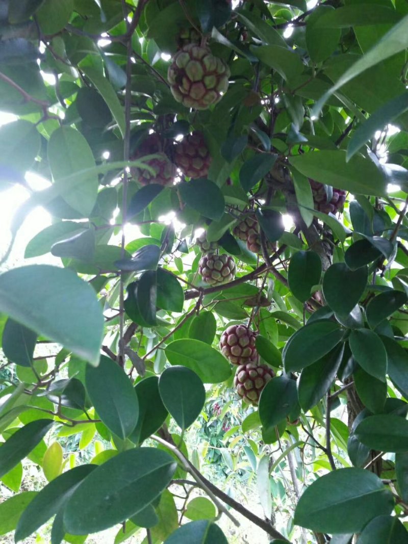 布福娜黑老虎果