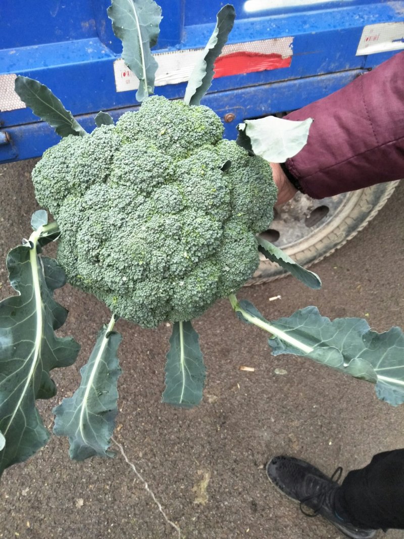 西兰花、