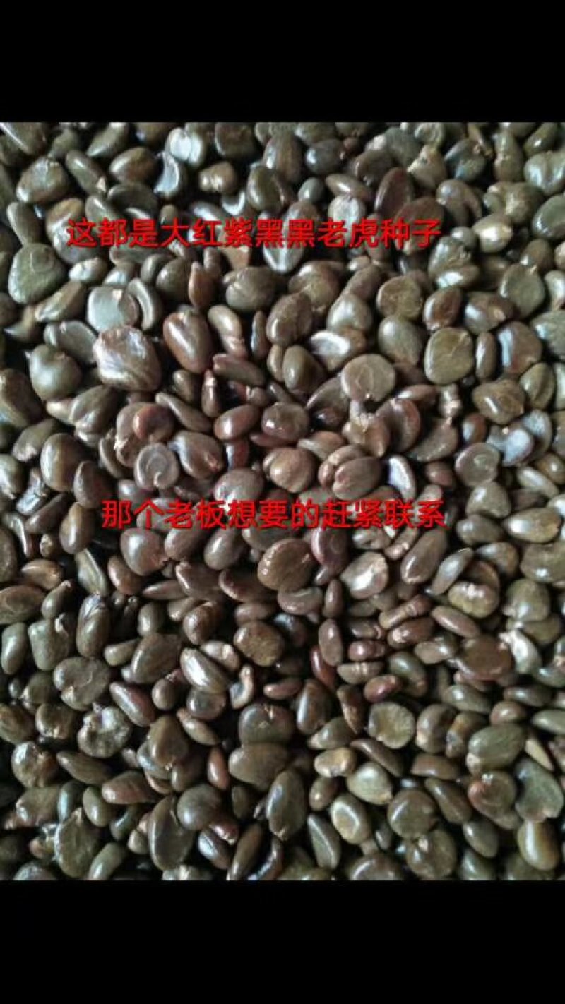 黑老虎布福娜种子