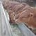 肉牛牛犊三元杂交牛，两三百斤到五六百斤的，保证质量