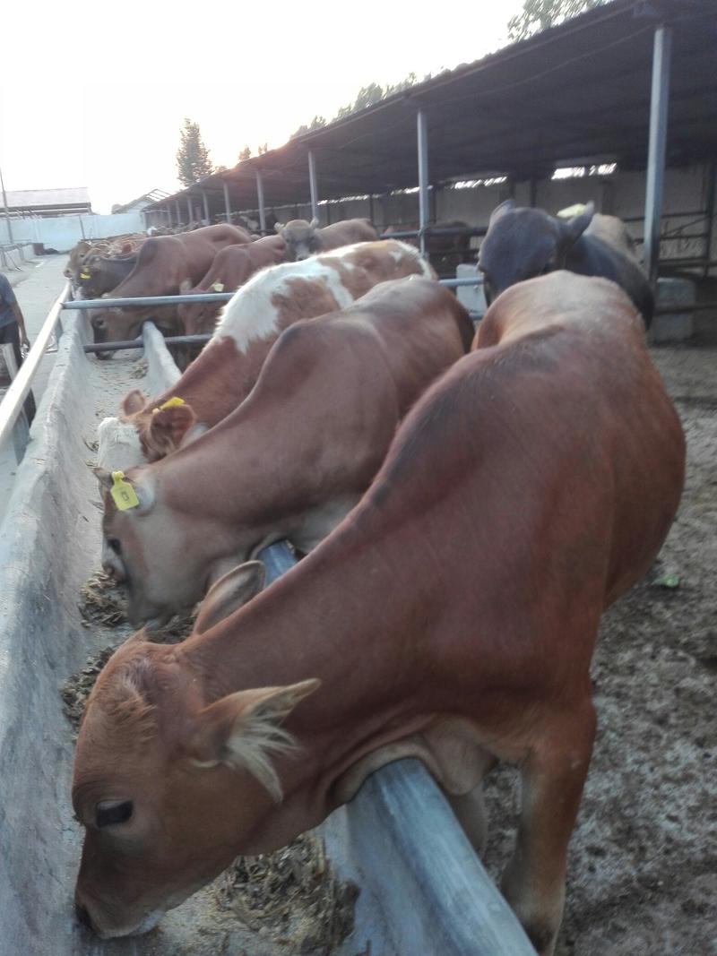 肉牛牛犊三元杂交牛，两三百斤到五六百斤的，保证质量
