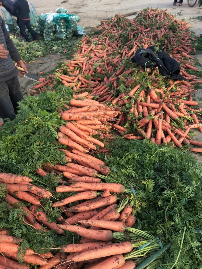 三红胡萝卜大量供应欢迎光临