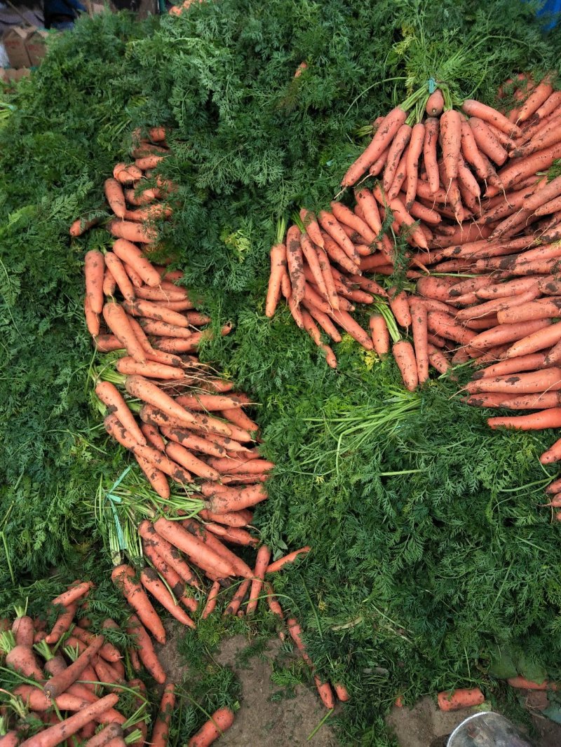 三红胡萝卜大量供应欢迎光临