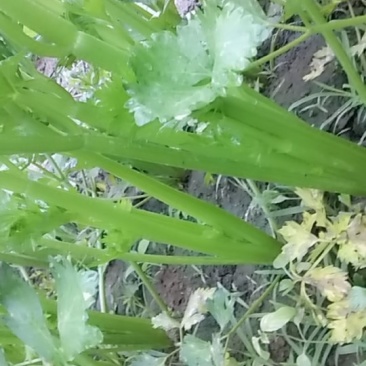 西芹芹菜批发大量现货品质保障欢迎批发