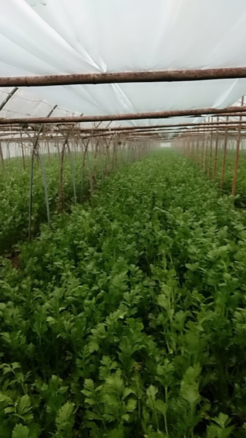 西芹芹菜批发大量现货品质保障欢迎批发