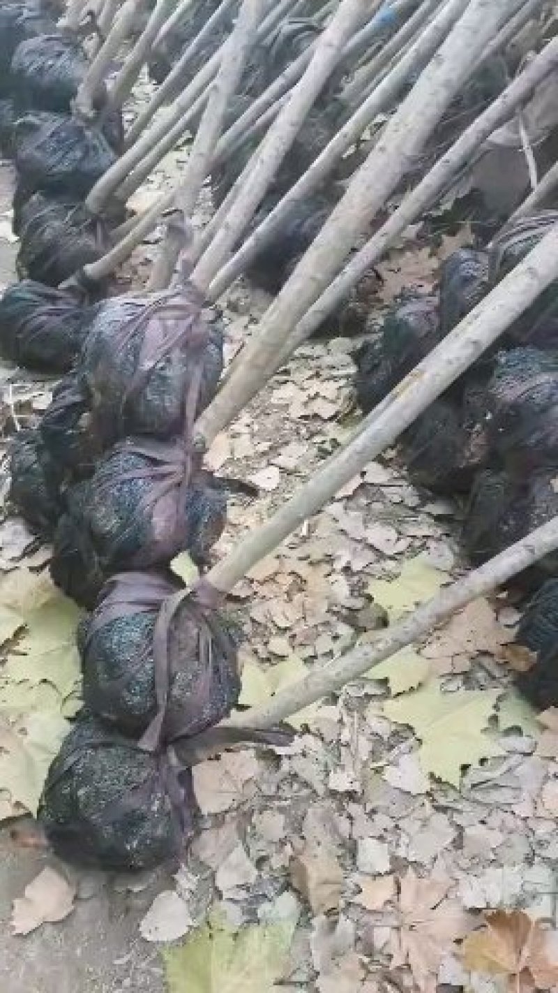 3公分樱花树苗樱花树价格