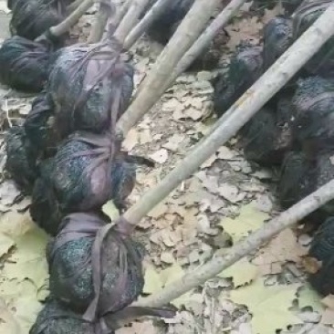 3公分樱花树苗樱花树价格