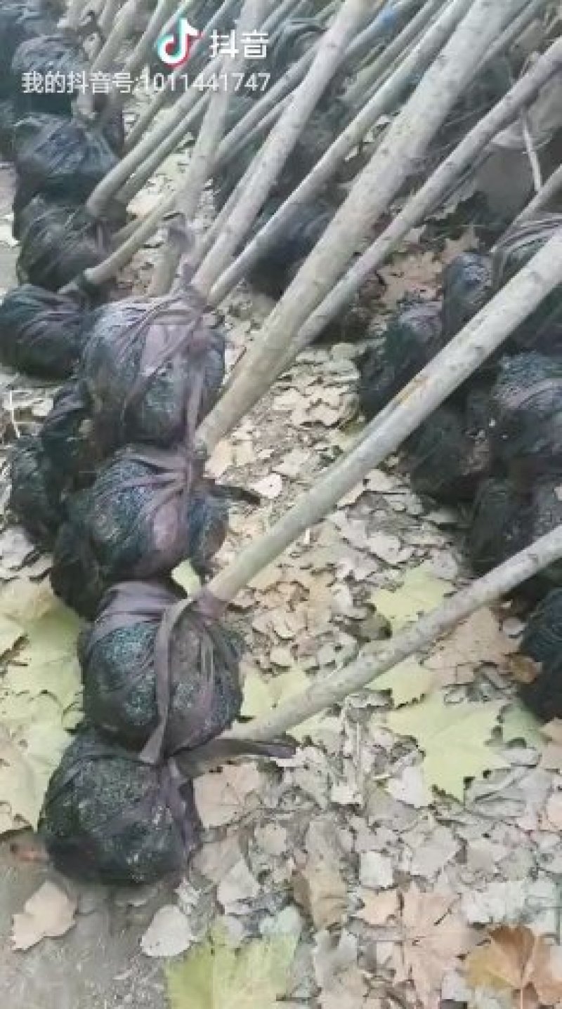 3公分樱花树苗樱花树价格