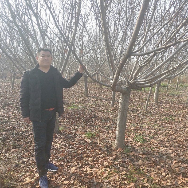 3公分樱花树苗樱花树价格