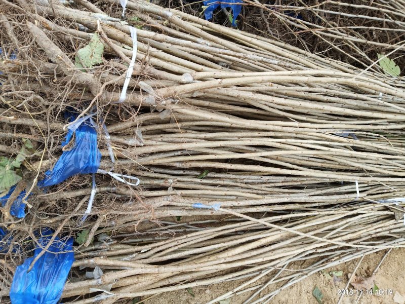山西布鲁克斯大樱桃苗车厘子苗保证品种签合同