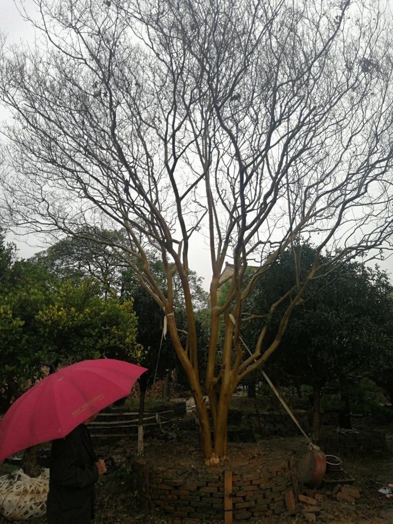 红花紫薇