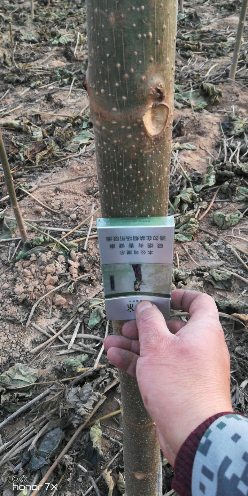 优质泡桐树苗