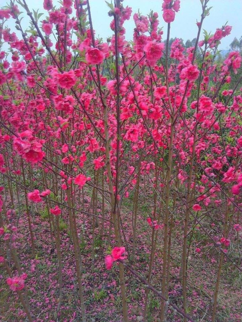 碧桃，观赏重辫大桃花苗，大小规格都有，绿化树