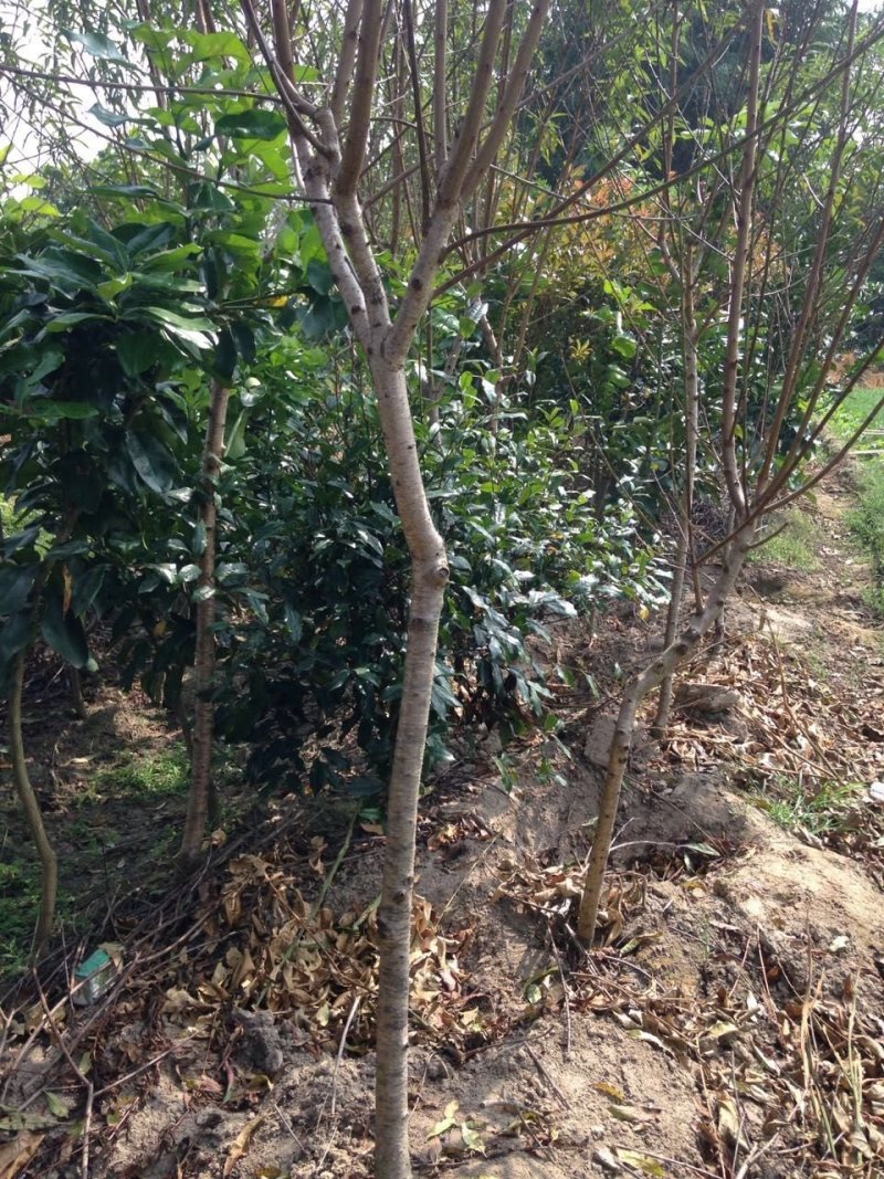 碧桃，观赏重辫大桃花苗，大小规格都有，绿化树