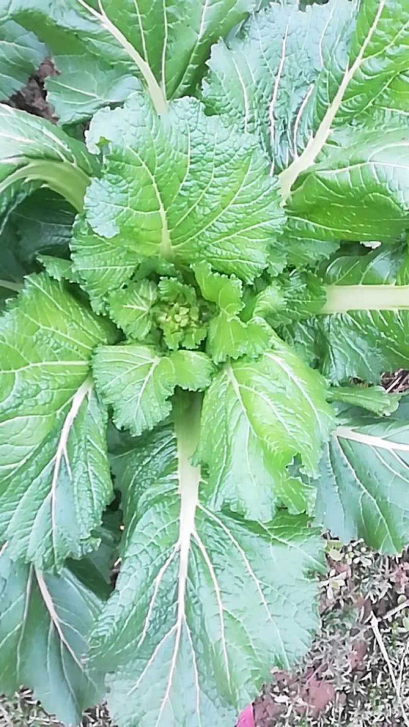 儿菜