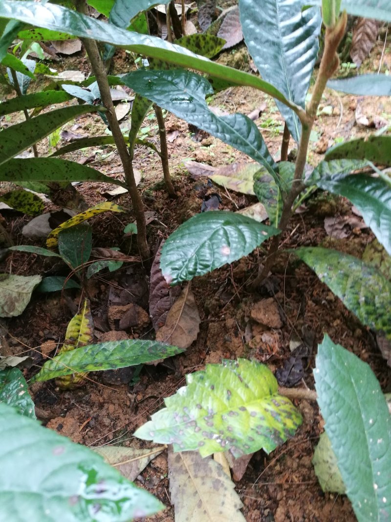 枇杷苗，无病健康，根系发达粗壮
