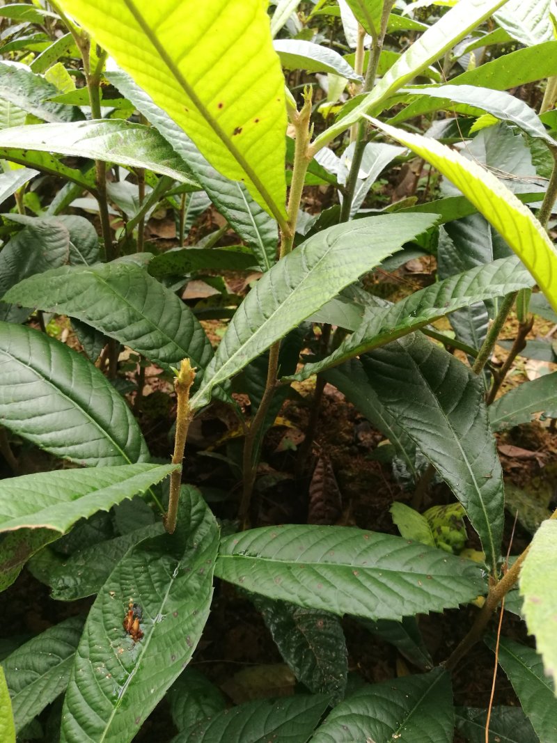 枇杷苗，无病健康，根系发达粗壮