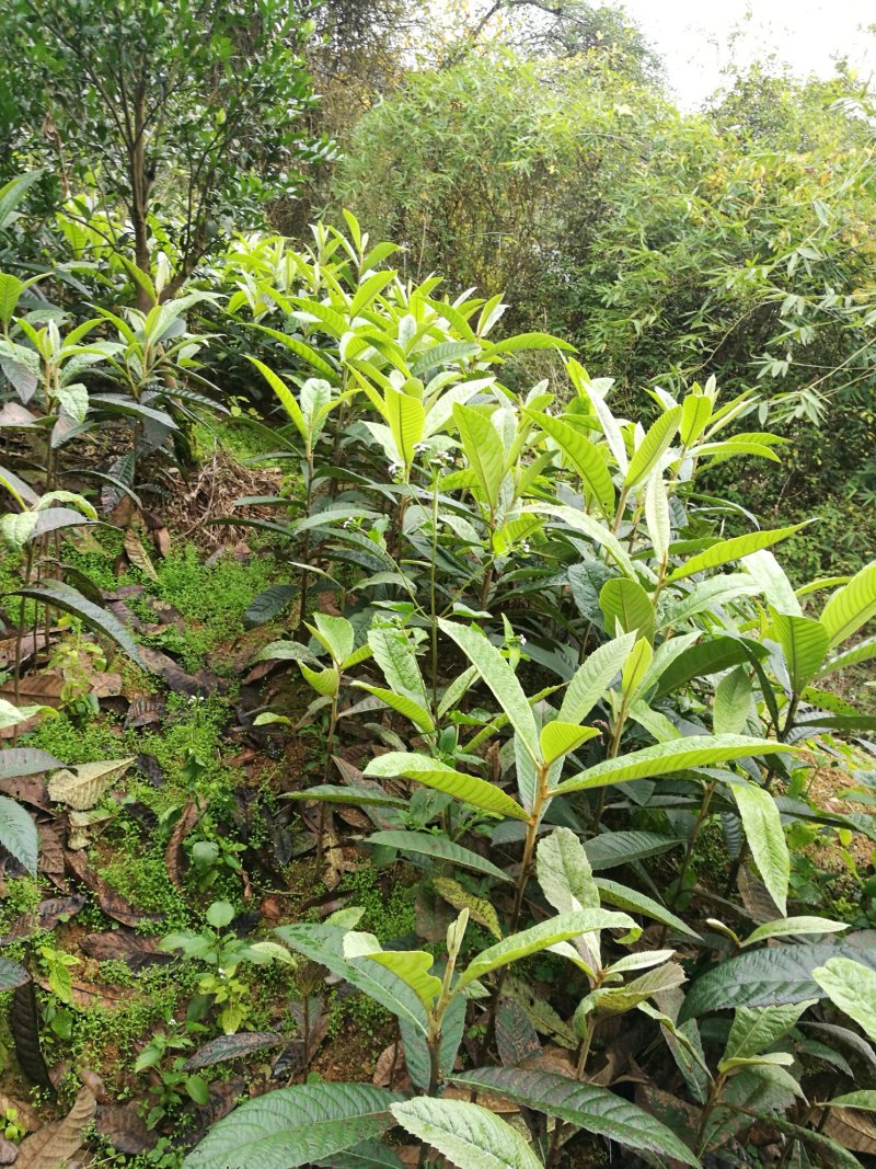 枇杷苗，无病健康，根系发达粗壮