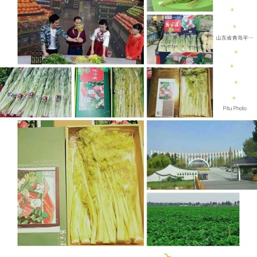 马家沟牌有机空心芹菜