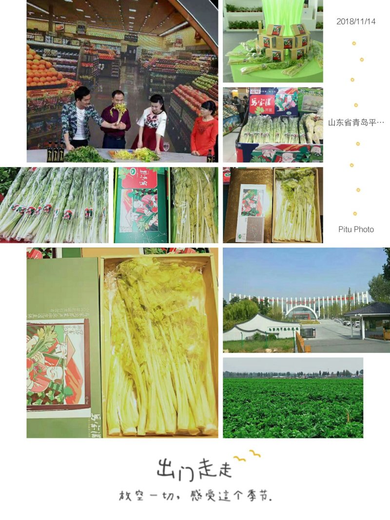 马家沟牌有机空心芹菜
