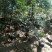 云南正宗散养乌骨鸡土鸡供应