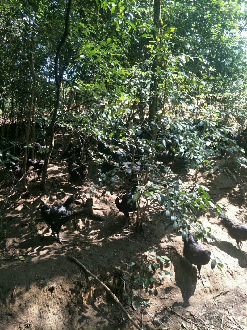 云南正宗散养乌骨鸡土鸡供应