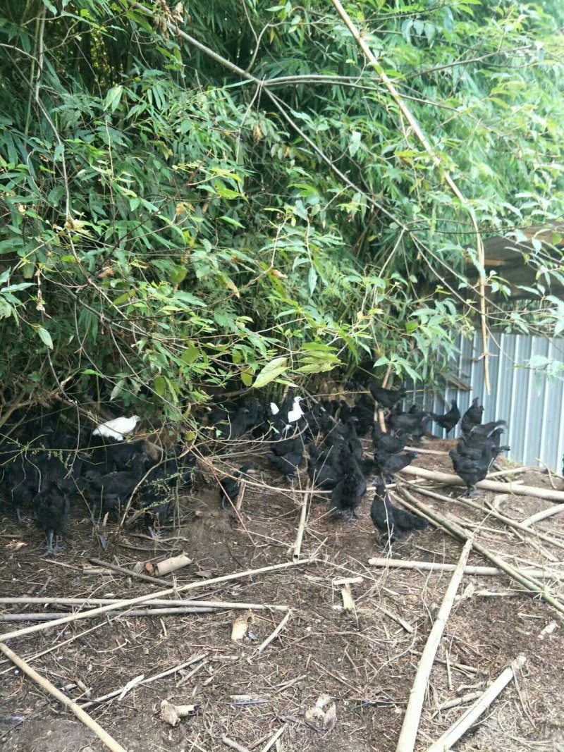 云南正宗散养乌骨鸡土鸡供应