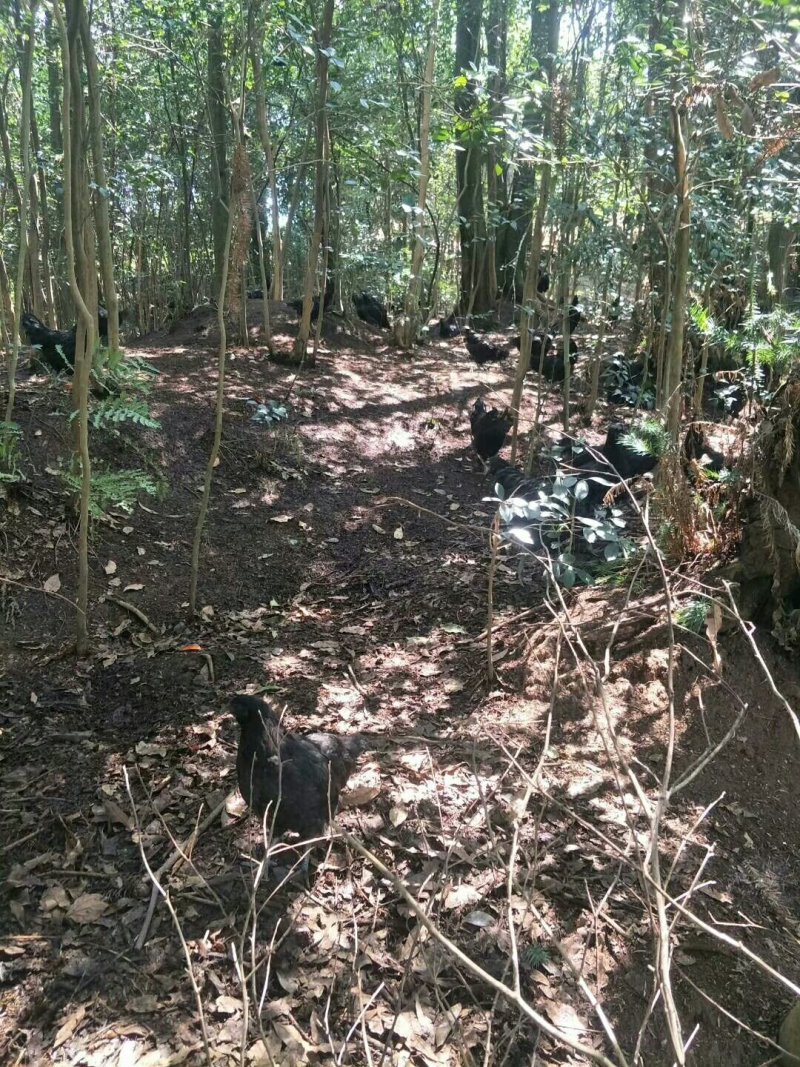 云南正宗散养乌骨鸡土鸡供应
