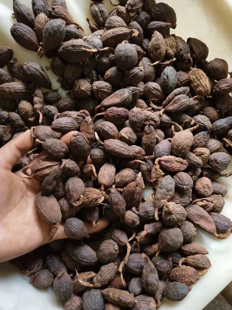 草果，云南草果，香辛料热销品种，有货供应